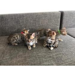 Bengal Kitten sucht neues zu Hause