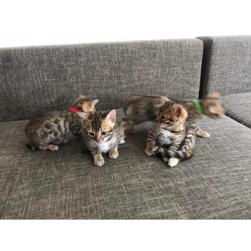 Bengal Kitten sucht neues zu Hause