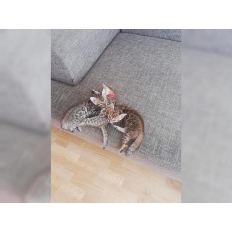 Bengal Kitten sucht neues zu Hause