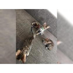 Bengal Kitten sucht neues zu Hause