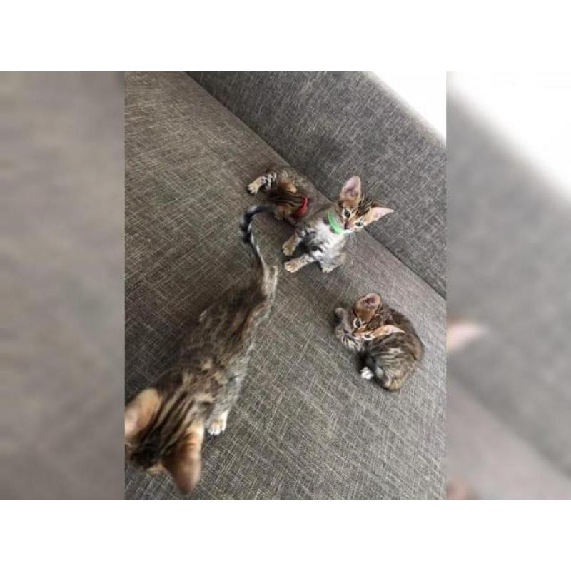 Bengal Kitten sucht neues zu Hause