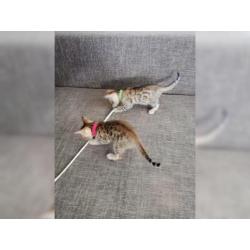 Bengal Kitten sucht neues zu Hause