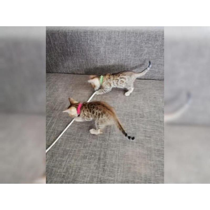 Bengal Kitten sucht neues zu Hause