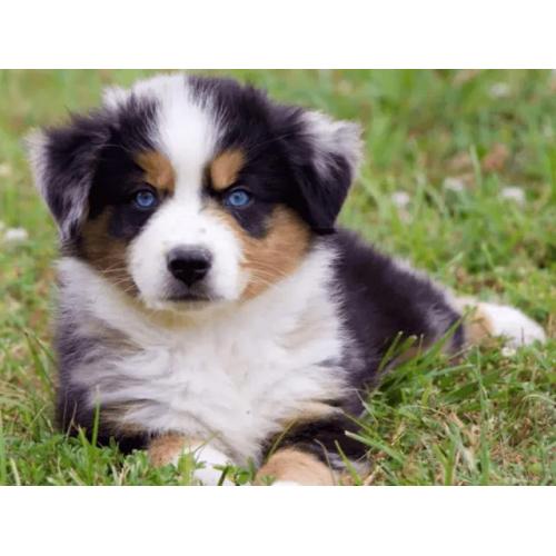 Australian Shepherd Welpen mit Papieren