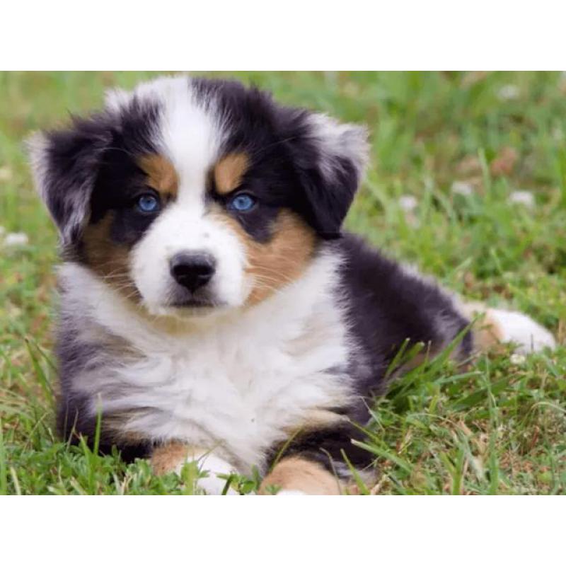 Australian Shepherd Welpen mit Papieren
