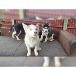 Schöner Siberian Husky Welpe mit allen Papieren