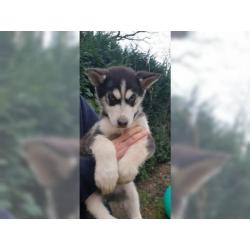 Schöner Siberian Husky Welpe mit allen Papieren