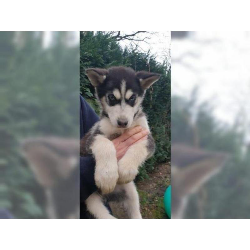 Schöner Siberian Husky Welpe mit allen Papieren