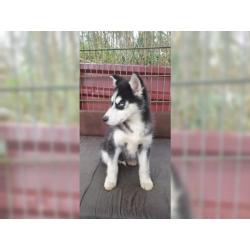 Schöner Siberian Husky Welpe mit allen Papieren