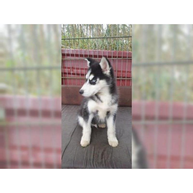 Schöner Siberian Husky Welpe mit allen Papieren