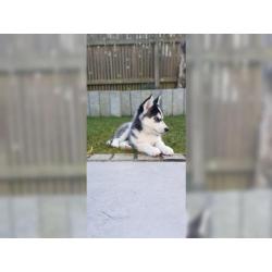 Schöner Siberian Husky Welpe mit allen Papieren