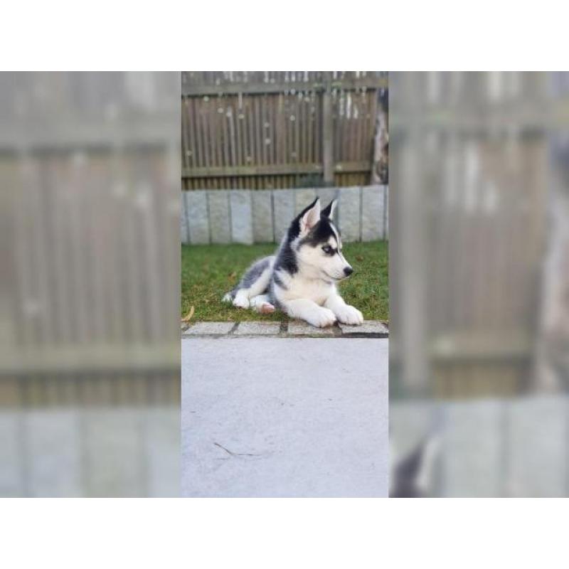 Schöner Siberian Husky Welpe mit allen Papieren