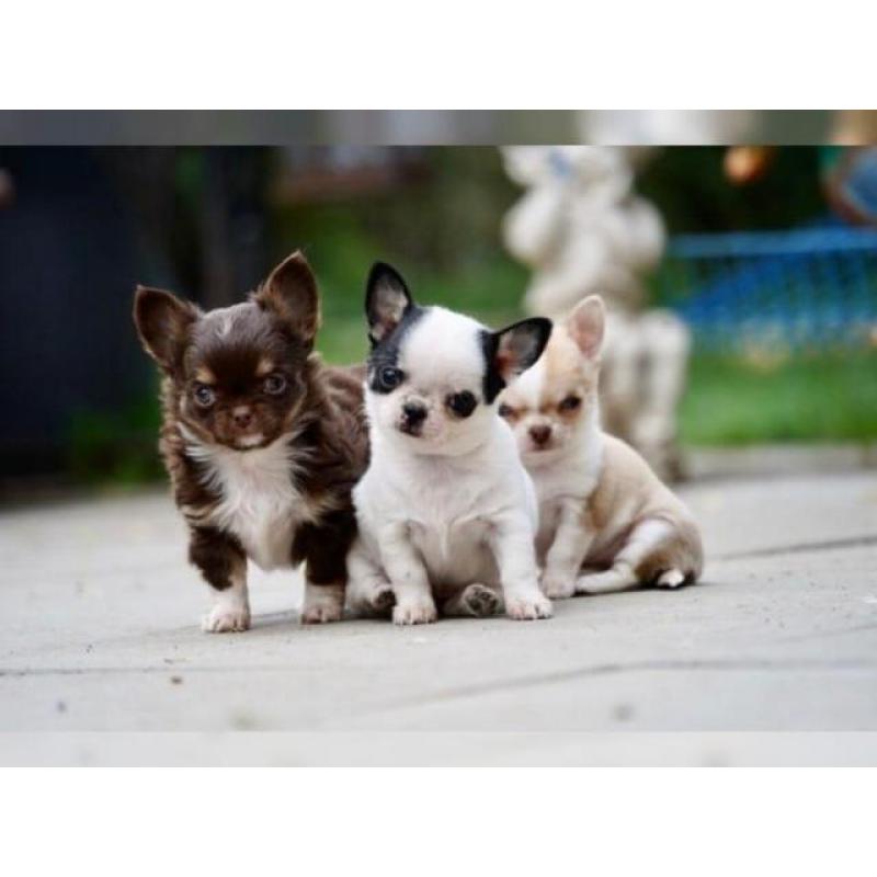 Chihuahuawelpen mit Ahnentafel suchen Zuhause
