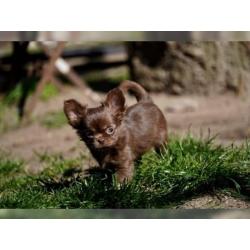 Chihuahuawelpen mit Ahnentafel suchen Zuhause