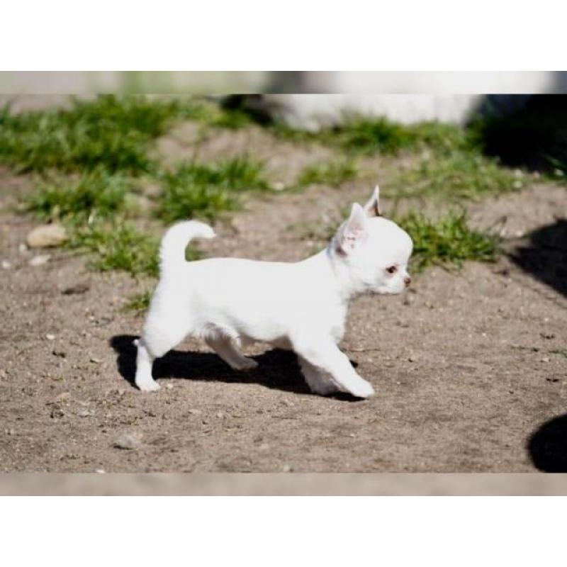Chihuahuawelpen mit Ahnentafel suchen Zuhause