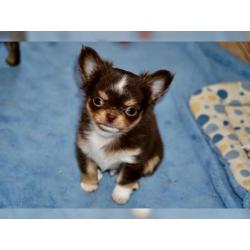 Chihuahuawelpen mit Ahnentafel suchen Zuhause