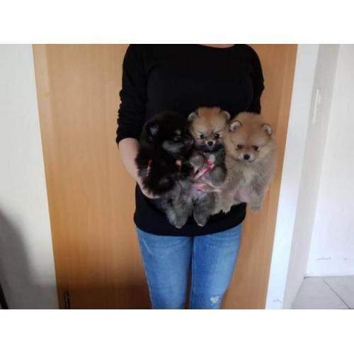 Pomeranian Zwergspitz
