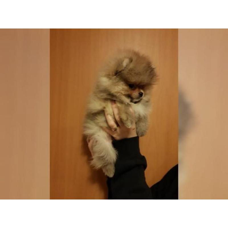 Pomeranian Zwergspitz