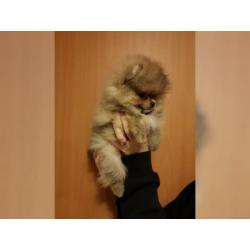 Pomeranian Zwergspitz