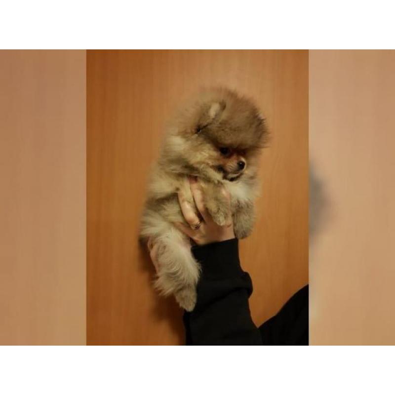 Pomeranian Zwergspitz